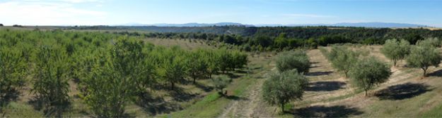 Mas de Trotte-Vache - Champs d'amandier et d'oliviers en Provence à Valensole