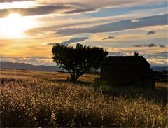 Cabanon de Haute-Provence entouré de blé dur