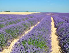 Champs de lavande sur le Plateau de Valensole