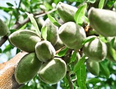 Mas de Trotte-Vache - Amandes vertes