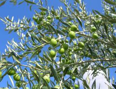 Mas de Trotte-Vache - Olive de Provence