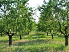 Mas de Trotte-Vache - Verger d'amandiers