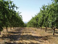 Amandiers en Provence