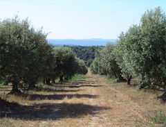 Oliviers centenaires en Provence