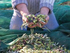 Olives de Provence