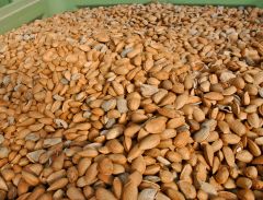 Stockage des amandes coques en palox