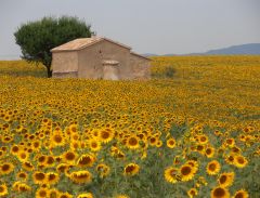 Tournesol