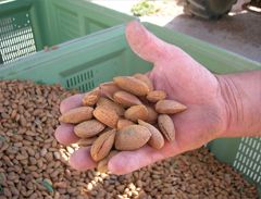 Mas de Trotte-Vache - Amandes en coque