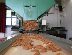 Mas de Trotte-Vache - Tri manuel des amandes sur tapis roulant