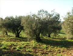Mas de Trotte-Vache - Oliviers