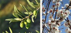 Olives et fleurs d'amandier de Provence